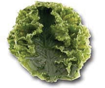 CCI Industries V637-01 Salad Bar Kale Replica - 6" Single Leaf